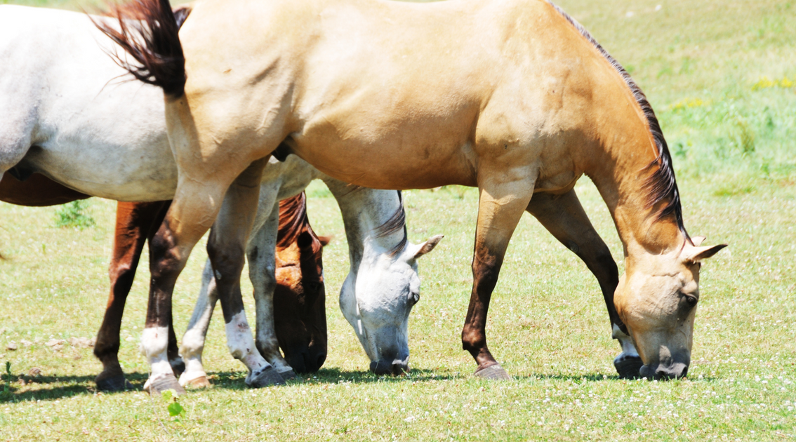 The Best Coat And Hoof Supplement For Your Horse - Budget Equestrian