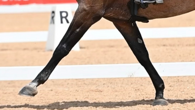 Dressage Supplement Guide: Our favourite picks!