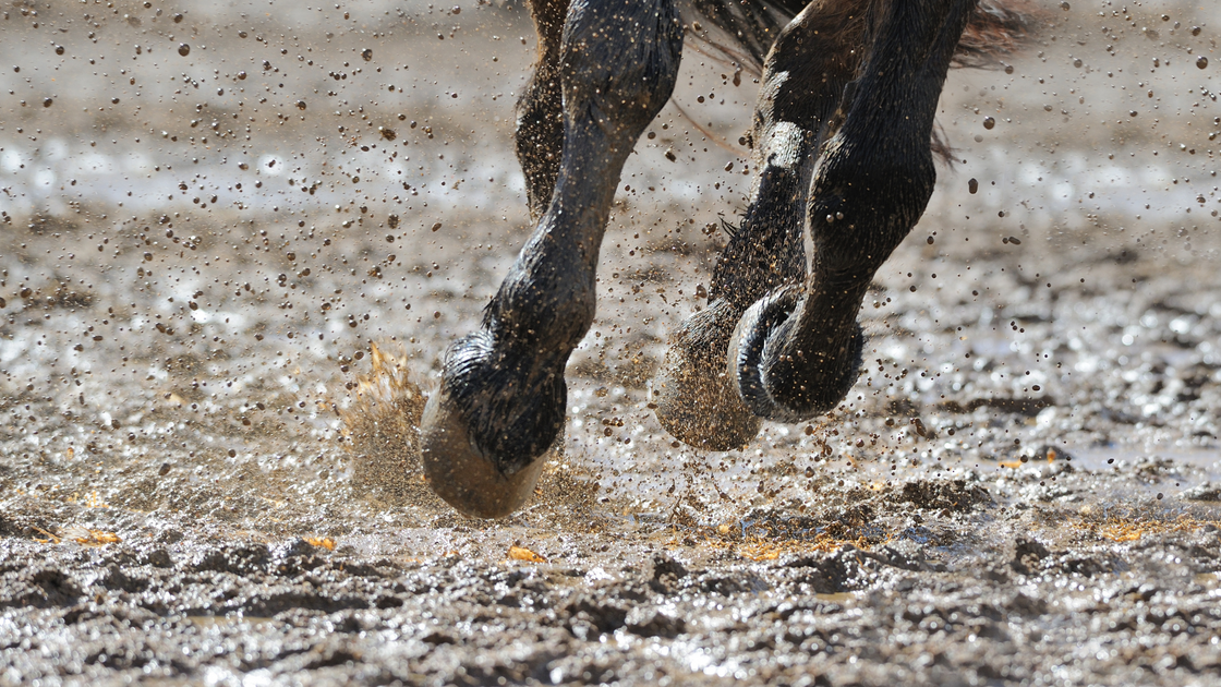 Mud Fever in Horses - what you need to know! – Equine America EU